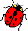 Coccinl1.gif (1249 octets)