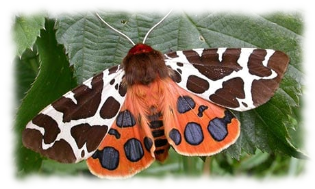 papillon léopard
